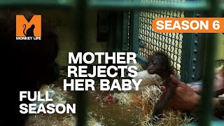 Celebrity Mother Rejects Her Baby | Season 6 | Full Season | Monkey Life Net Worth