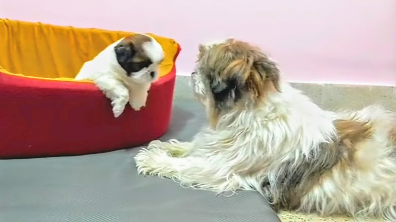 Mother Dog Teaches Her Puppy A Lesson 🐶 - YouTube