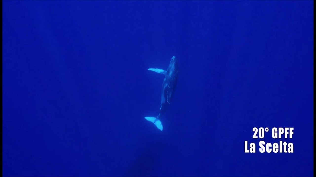 I film in concorso film festival sydney