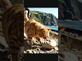 A Cat’s Incredible Rescue of a Man’s Priceless Belonging! #cat #rescue #animals #shorts