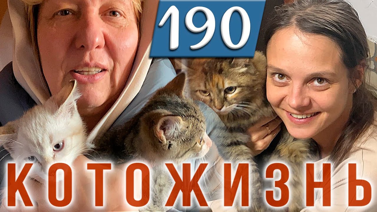 ВСТРЕЧАЕМ ДОРОГИХ ГОСТЕЙ, РАЗДАЛИ ВСЕХ КОТЯТ??КОТОЖИЗНЬ! - YouTube
