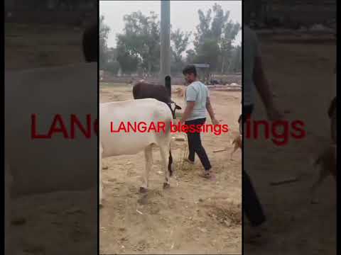 Gou sewa in Uttam Nagar park
