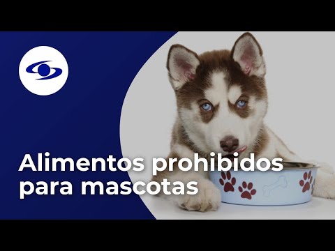 Video: Los Dueños De Mascotas Están Confundidos Acerca De La Nutrición De Perros Y Gatos, Según Una Encuesta De PetMD