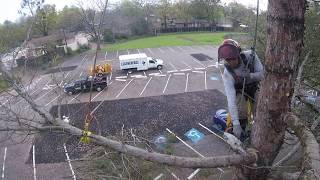 Leatherface Tree Service - Tree Removal - Speed-lining pine