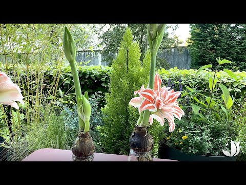 Vidéo: Forcer les bulbes à l'intérieur : comment forcer un bulbe à fleurir