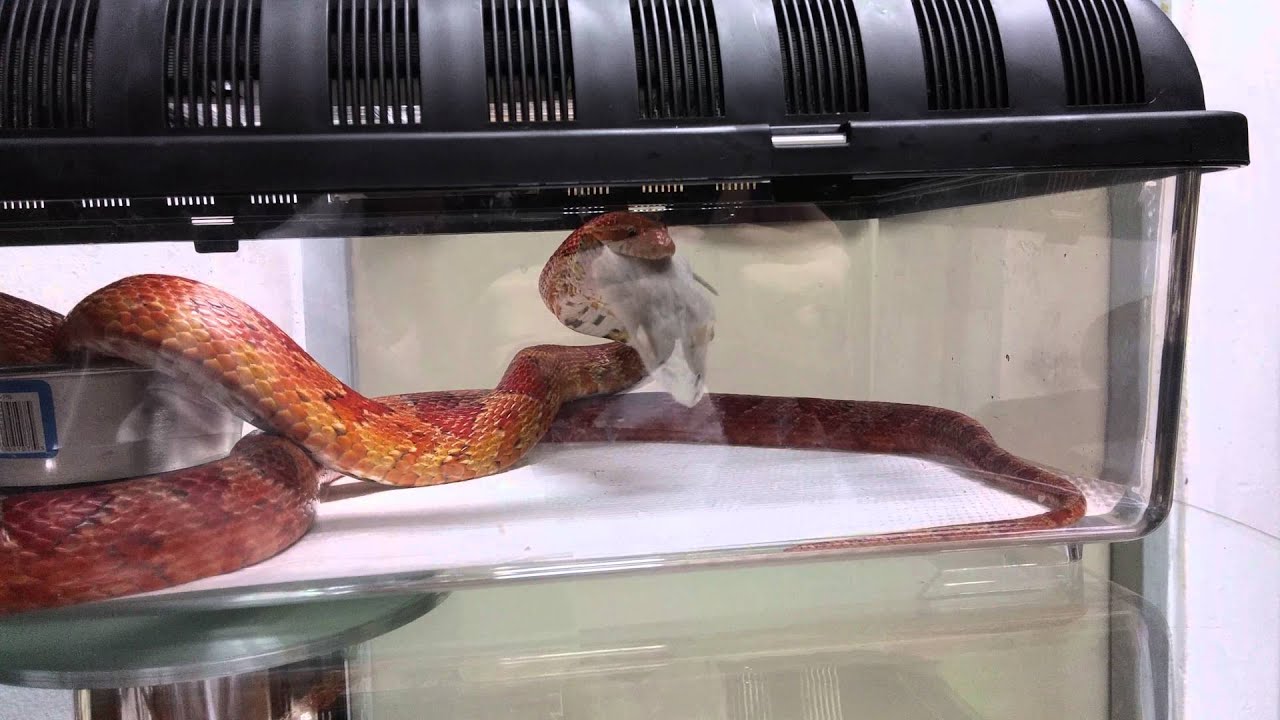 Corn Snake(콘 스네이크) YouTube