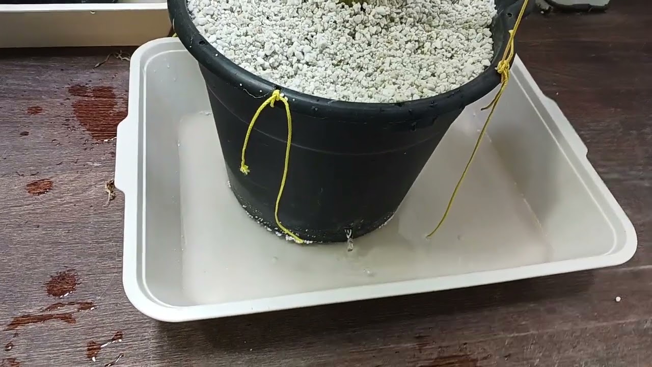 QUICK FLUSH...Watering 100% Perlite Hempy Buckets