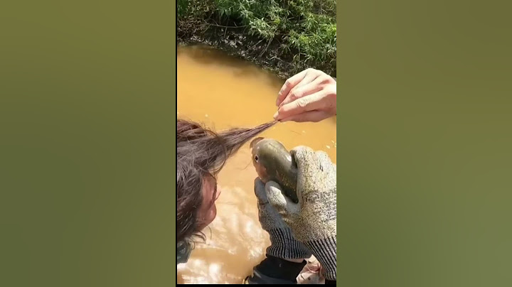 ¡La Piraña Cortó un Mechón de su Pelo! 🙀 #naturalezasalvaje   #curiosidades  #shorts