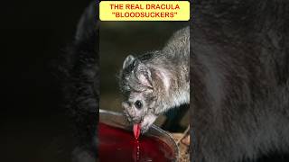 WORLD'S Creepiest Vampire Bat ❓ #shortvideo #ytshorts #viralshorts #vampirebatfacts