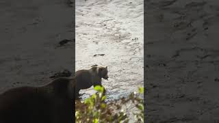 Bear eating spawned out salmon ￼