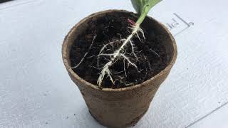 Two good Reasons Peat Moss Cups are not good to use in Organic Gardening/ Growing