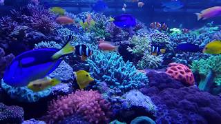 Aquaforest Sea fed by AF Color Up