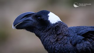 Thick-billed Raven. Simien Mountains, Ethiopia