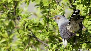 Yovka - Kukuvichka Kuka