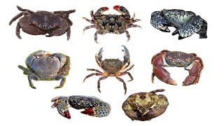 Species of Genus Eriphia Crabs | Sea Spiders | Genus: Eriphia by BalyanakTV 6,364 views 7 months ago 1 minute, 31 seconds