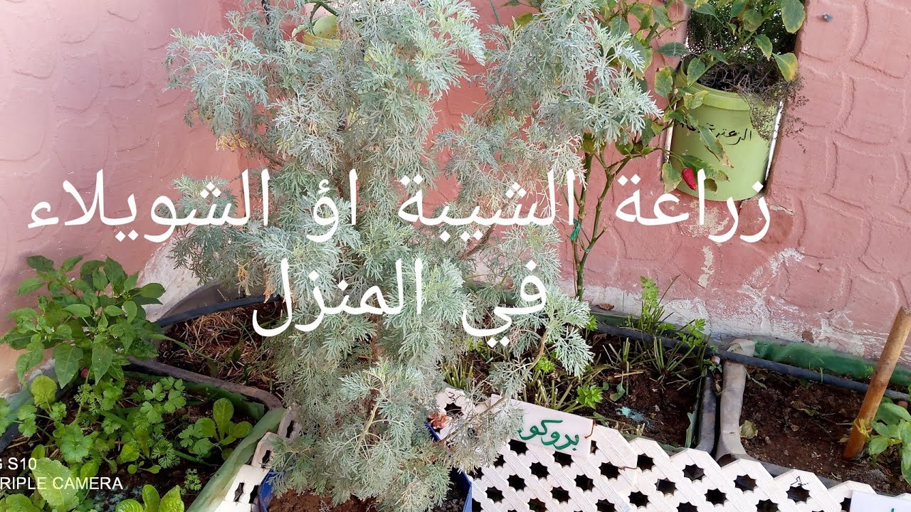 زراعة الشيبة اؤ الشويلاء في المنزل.منافعها عديدةCultivation of shiba al-shuaila at home.