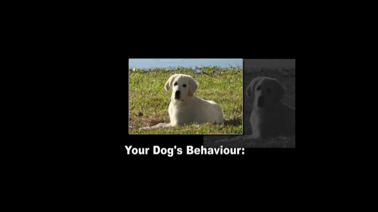 Private Lessons Chilliwack BC 6045569966 Bad Dog Training