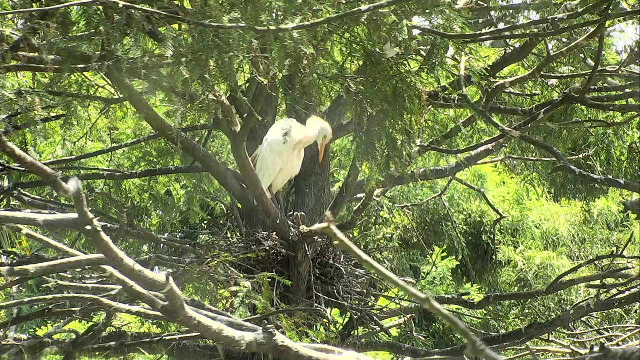 eggs florentine Alligator Swamp and Spoonbills Cam 08-11-2018 10:21:58 - 11:21:59