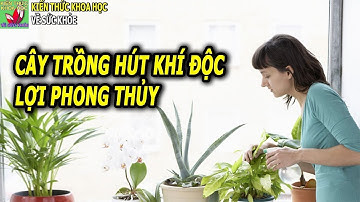9 Loại cây trong nhà giúp hút khí độc lợi phong thủy chỉ cần nước là sống
