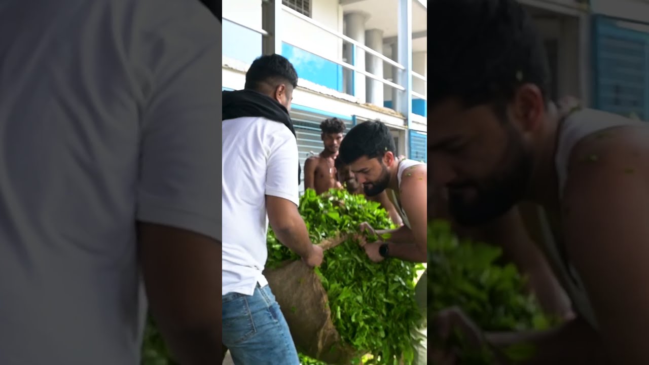 Tea Adventure Teaser: Stay Tuned for the Full Journey! 