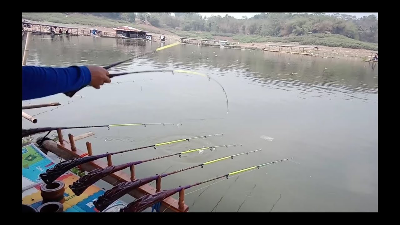 Umpan roti duren sangutannya biki geregetan.. #sepot ikan patin part 2