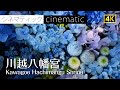 川越八幡宮 Kawagoe Hachimangu Shrine 花手水 風鈴  / 日本の夏 Summer scenery of Japan   2022 【4K】