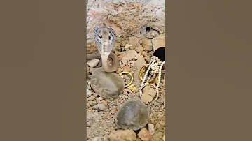 حقيقة وجود الرصد وتسخير الجن لحراسة الكنوز 