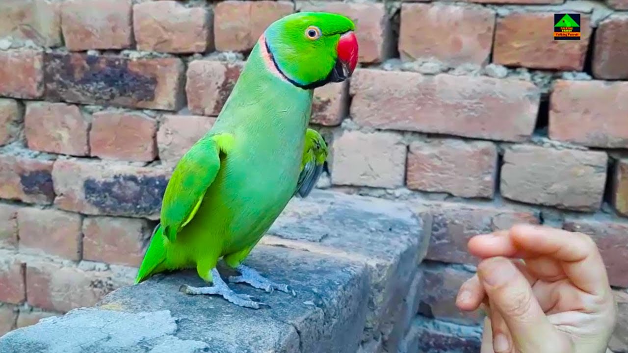 Talkative Green Cute Parrots Urdu Hindi Talking Parrots YouTube