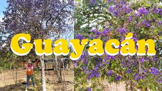 Mi árbol nativo favorito| Guayacán o Árbol Santo| Guaiacum coulteri