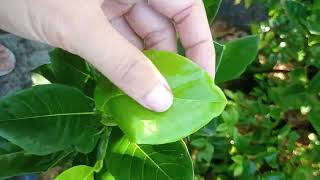 J33 Honey Jackfruit 'leaves have crowns' but not all do