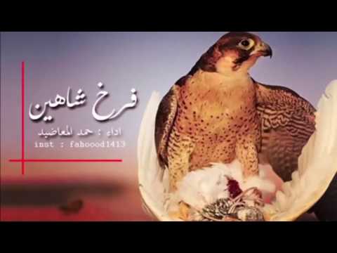 شاهين وفرخ وانا شوقه اداء الشاعر مشعل الحبيني البيوت للشاعر حمد المعاضيد