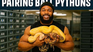 INSANE Ball Python Pairings You Have to See! (Part 2) 🐍🔥