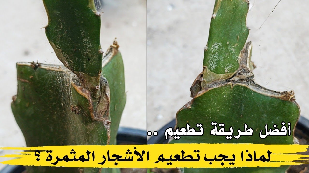 لماذا تطعيم الأشجار المثمرة ؟!| أفضل طريقة تطعيم للدراجون فروت