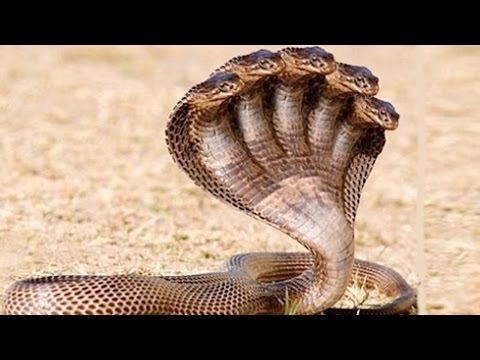 ►5 Most Dangerous Snake in the World✓