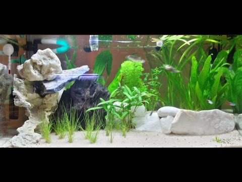 allestimento acquario dolce tropicale 60 litri, semplice e veloce ... - Allestimento Acquario Dolce Con Piante Vere allestimento acquario dolce tropicale 60 litri, semplice e veloce ... - Allestimento Acquario Dolce Con Piante Vere