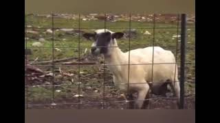 Reverse goat scream for 10 minutes