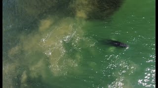 Whale Tail Carves the Water's Surface