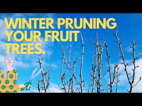 HOW TO PRUNE FRUIT TREES IN AUTUMN /WINTER || ALLOTMENT GARDENING 🌱🌱 ...