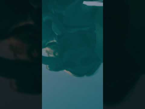 Serengeti Technology Video 2025 Mp4