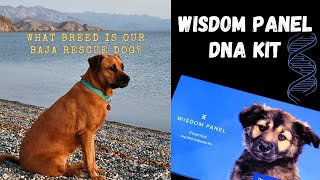 Wisdom Panel Dog DNA Kit  How Does it Work and is it Worth the Money?