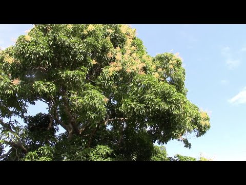 Super early mango bloom