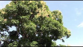 Super early mango bloom