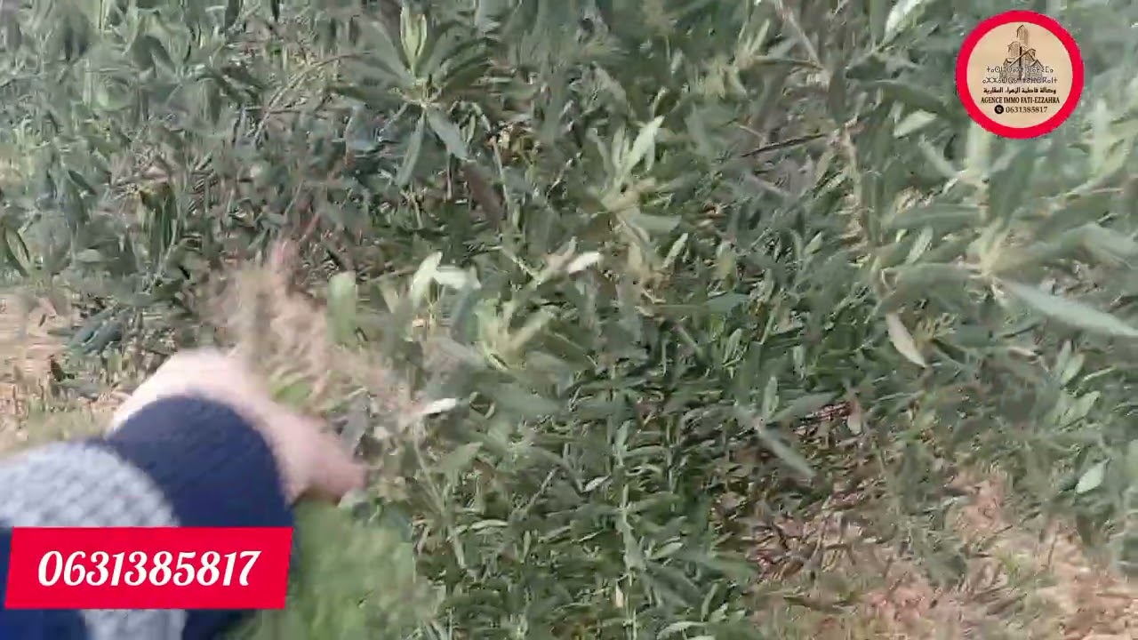 #ارض فلاحية# للبيع نواحي صفرو مغروسة بالزيتون عندها الساقية الماء بنسبة الاوراق عدلية لمهتم مرحبا