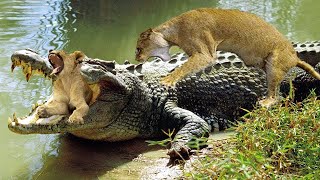 حاصر تمساح المستنقع الأسد الملك بشكل مأساوي - هجوم الحيوانات البرية من أجل البقاء