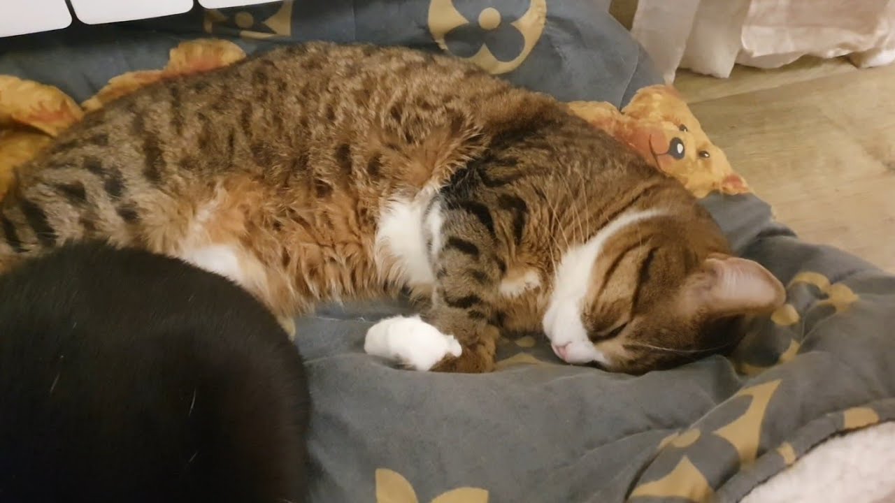 Все як завжди… Федір нас зустрічає, а Гріша хоче в коридор🐈🐈‍⬛