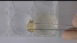 Tissue clearing protocol for CUBIC reagents