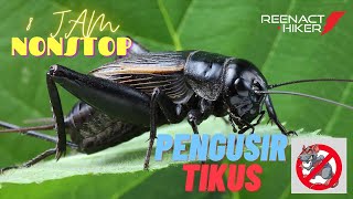 Suara Jangkrik pengusir tikus + relaksasi 8 jam Nonstop