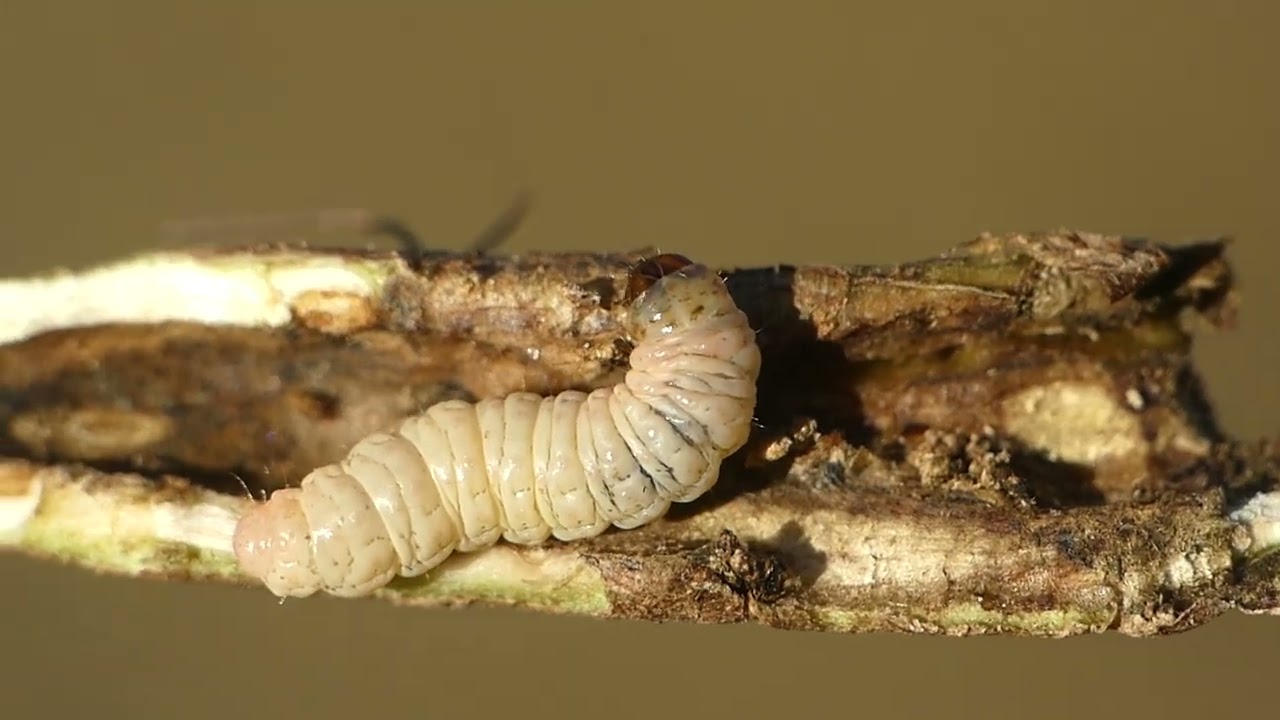 Eucosma incana xylena
