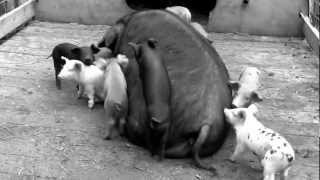 Farmers Apprentice guide to becoming a farmer: the trailer