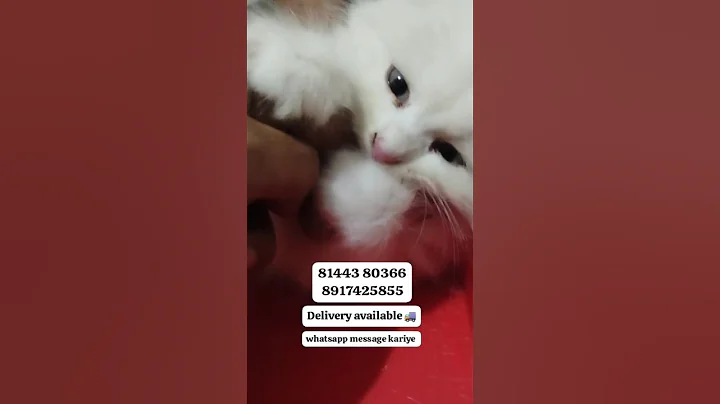 Video 11603321: persian cat pets, persian cat low